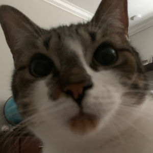 Meet your Posher, Dalton